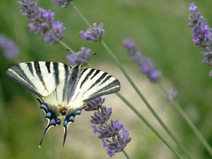 ZooParc Beauval in St-Aignan