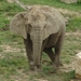 ZooParc Beauval in St-Aignan