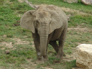 ZooParc Beauval in St-Aignan