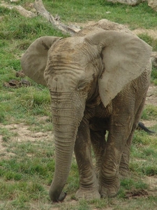 ZooParc Beauval in St-Aignan