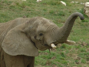 ZooParc Beauval in St-Aignan