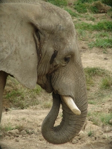 ZooParc Beauval in St-Aignan