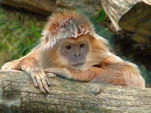 ZooParc Beauval in St-Aignan