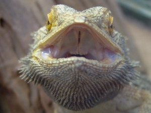 ZooParc Beauval in St-Aignan