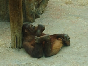 ZooParc Beauval in St-Aignan