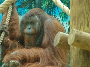 ZooParc Beauval in St-Aignan