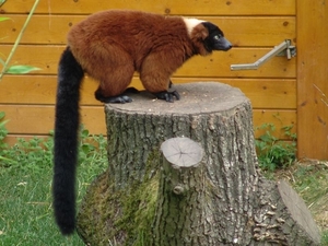 ZooParc Beauval in St-Aignan