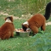 ZooParc Beauval in St-Aignan