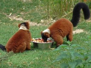 ZooParc Beauval in St-Aignan