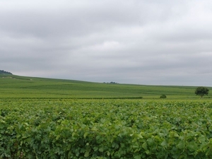 Deel van de wijnroute tussen Chlons en Epernay