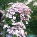 tuin clematis