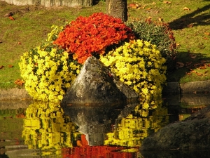 Chrysanten in de Japanse tuin 2009 006