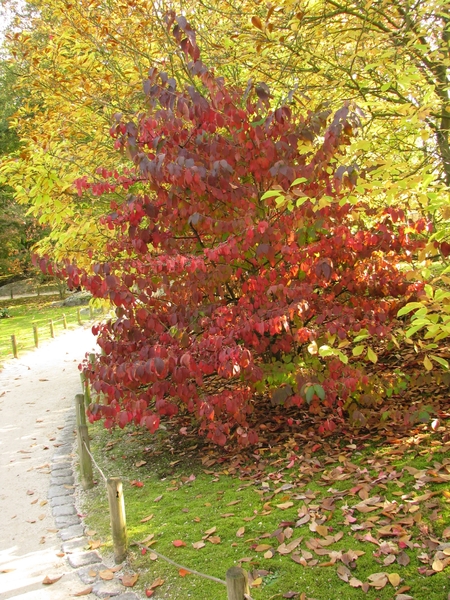 Chrysanten in de Japanse tuin 2009 008