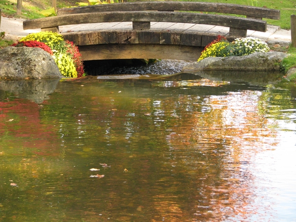 Chrysanten in de Japanse tuin 2009 009