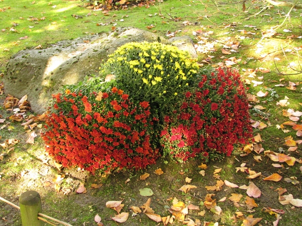 Chrysanten in de Japanse tuin 2009 010