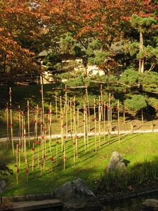 Chrysanten in de Japanse tuin 2009 012