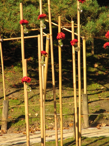 Chrysanten in de Japanse tuin 2009 013