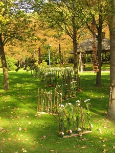 Chrysanten in de Japanse tuin 2009 025