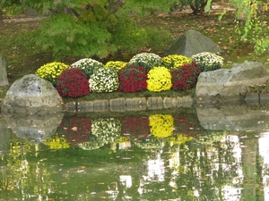 Chrysanten in de Japanse tuin 2009 041
