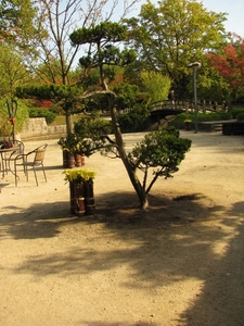 Chrysanten in de Japanse tuin 2009 048