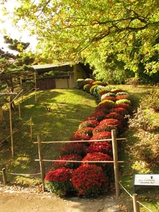 Chrysanten in de Japanse tuin 2009 062