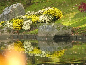 Chrysanten in de Japanse tuin 2009 065