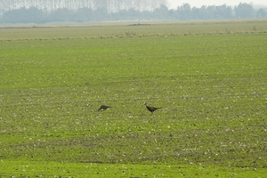Bietenrace 053