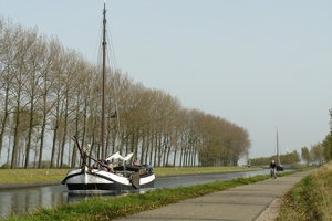 Bietenrace 114