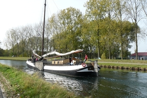 Bietenrace 116