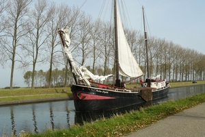 Bietenrace 128