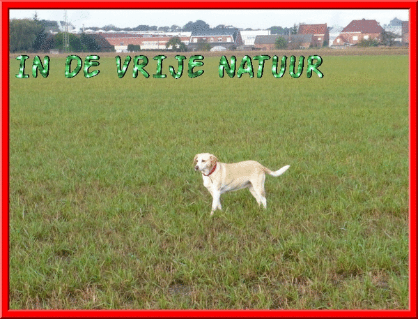 IN DE VRIJE NATUUR