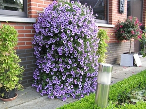 tuin03