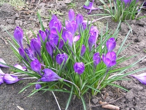 tuin12