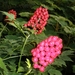 tuin17