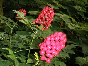 tuin17