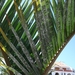 Tenerife-2009 293