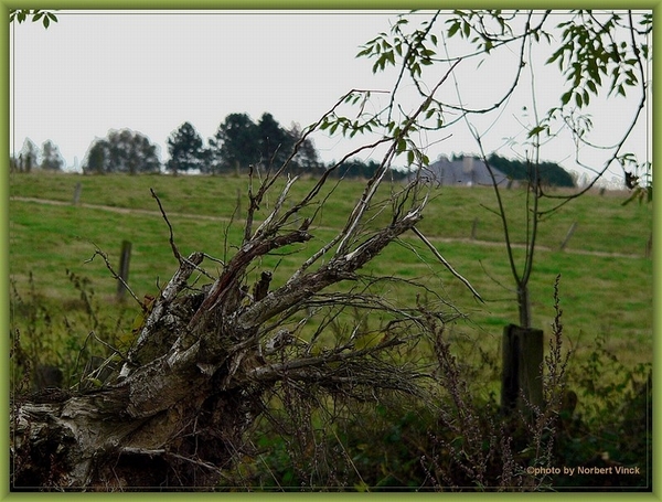 sized_sized_P2000590a senioren KBC faluintjes