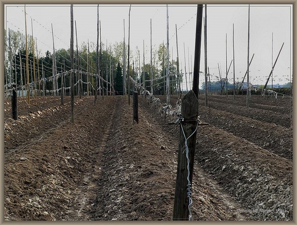 sized_sized_P2000630a senioren KBC hopveld meldert