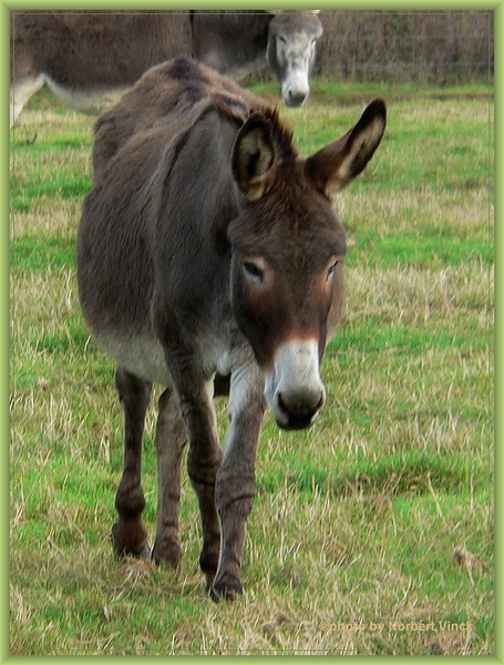 sized_sized_P2000632a senioren KBC faluintjens