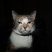 onze poes minoe