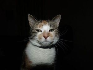 onze poes minoe