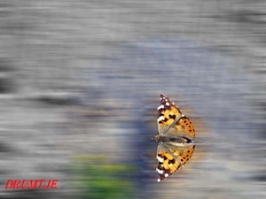 vlinder