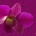 orchidee
