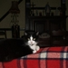 1 Poes