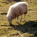 schaap