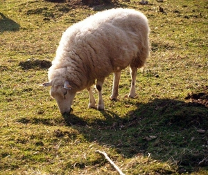 schaap