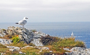 La Pointe de Pen Hir (7)