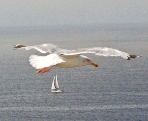 Luchtfoto van zeilbootje