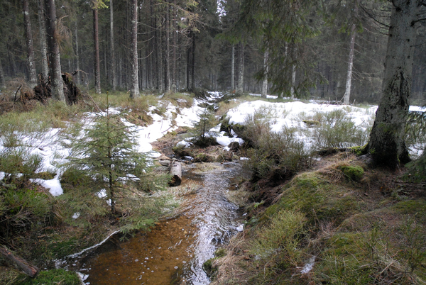 Ardennes, Vielsalm,Hautes-Fagnes