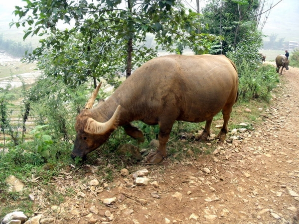 Vietnam (okt. 2009) 554